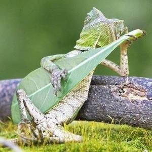 Meet your Posher, Dewey